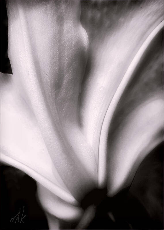 Lily Poster featuring the photograph Casa Blanca Lily in Black and White by Louise Kumpf