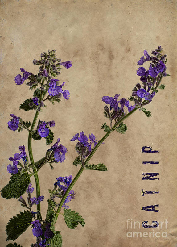 Catnip Poster featuring the photograph Catnip by Elena Nosyreva