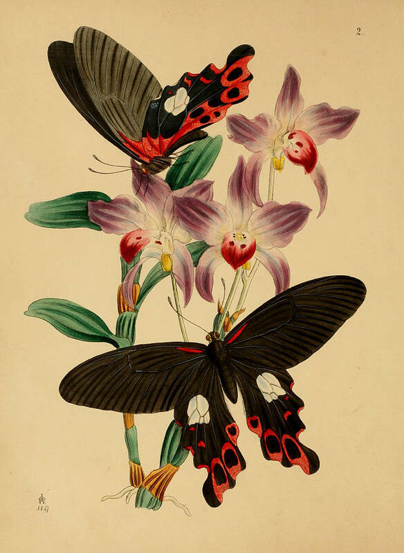 Butterflies Poster featuring the painting Chinese Butterflies by Philip Ralley