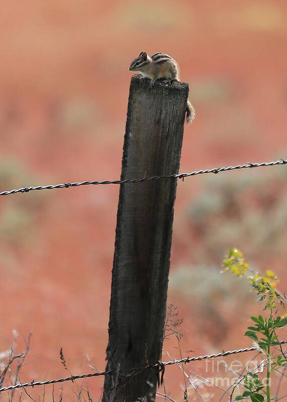 Chipmunk Poster featuring the photograph Chipmunk on Fence Post by Carol Groenen