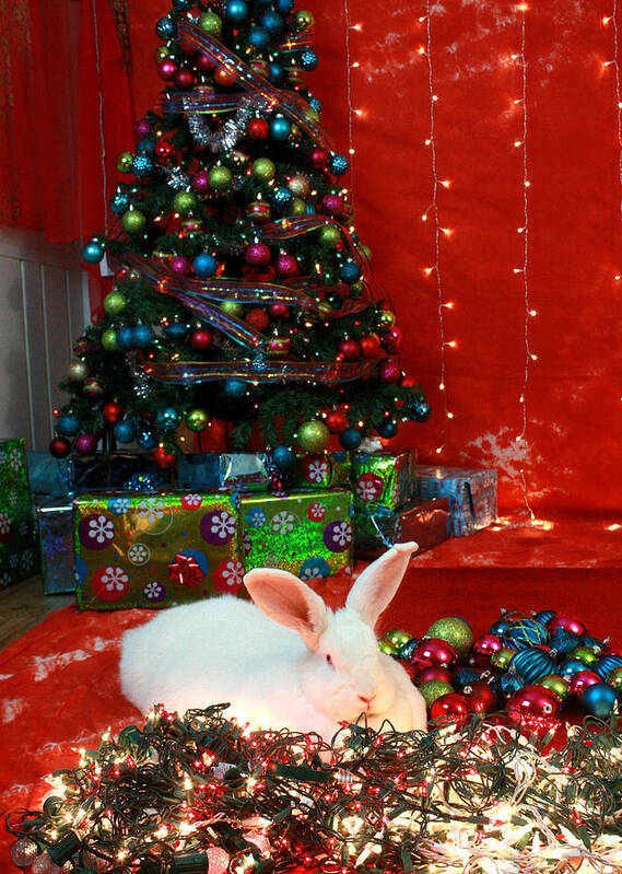 Bunny Poster featuring the photograph Christmas Bunny by Amanda Stadther