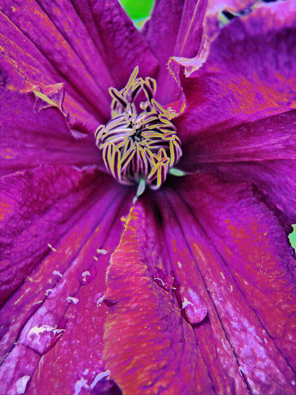 Floral Poster featuring the photograph Clematis Dynamic by Lora Fisher