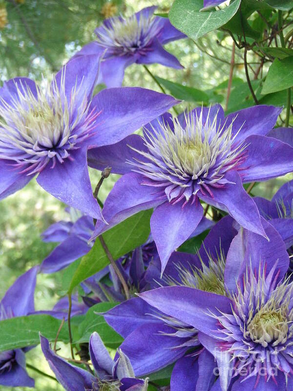 Clematis Multi Blue Blooms Poster featuring the photograph Clematis Multi Blue Blooms by Paddy Shaffer