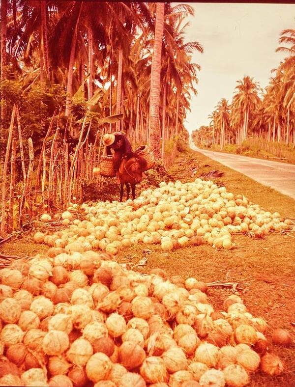 Landscape Poster featuring the photograph Coconut Harvest Beside Main Highway by Nick De Morgoli