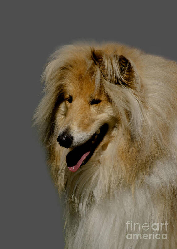 Grey Background Poster featuring the photograph Collie dog by Linsey Williams
