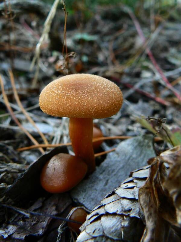 Collybia Mushrooms Poster featuring the photograph Collybia Mushrooms by Barbara St Jean