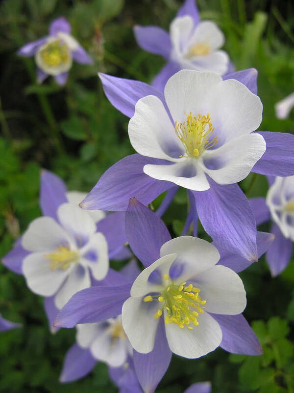 Flower Poster featuring the photograph Colorado Blue Columbines by Robert Lozen
