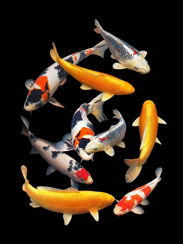 Koi Fish Poster featuring the photograph Colorful Japanese Koi Vertical by Gill Billington