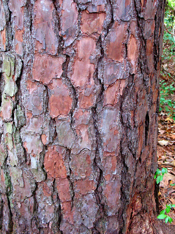 Pine Tree Poster featuring the photograph Colors and Patterns of Pine Bark by Connie Fox