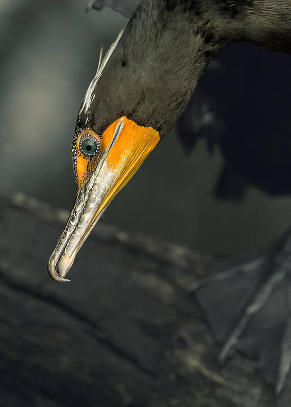 Wildlife Poster featuring the photograph Cormorant Peek by Bill and Linda Tiepelman