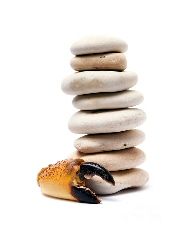 Stone Poster featuring the photograph Crab and pebbles by Sinisa Botas