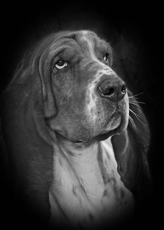 Bassets Poster featuring the photograph Cute Overload - The Basset Hound by Alexandra Till