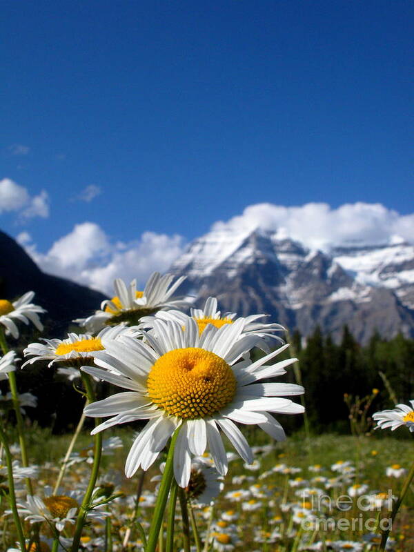 Daisy Poster featuring the photograph Daisy in Rocky Mountains by Sophia Elisseeva