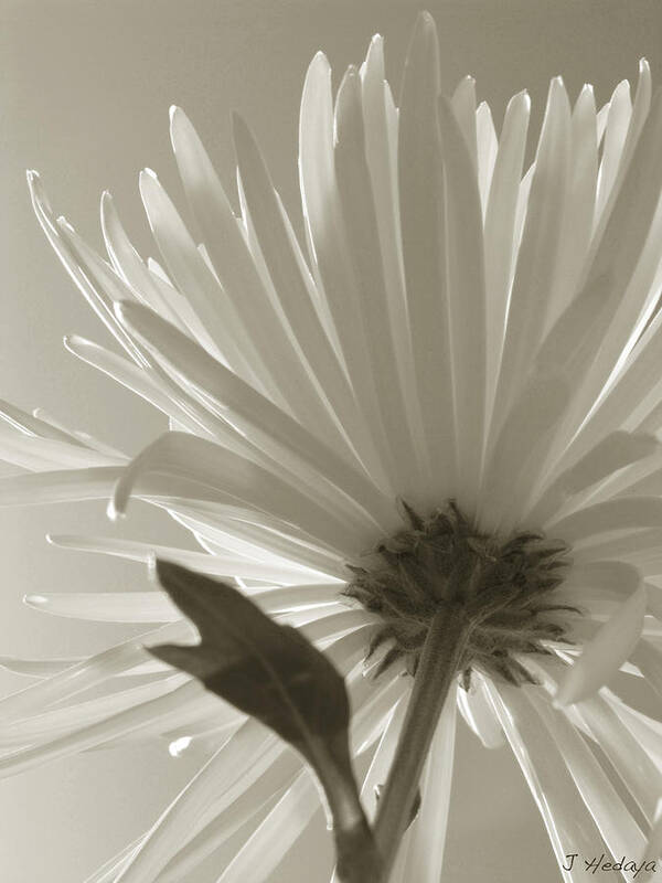 Flowers Poster featuring the photograph Daisy Sepia Abstract by Joseph Hedaya