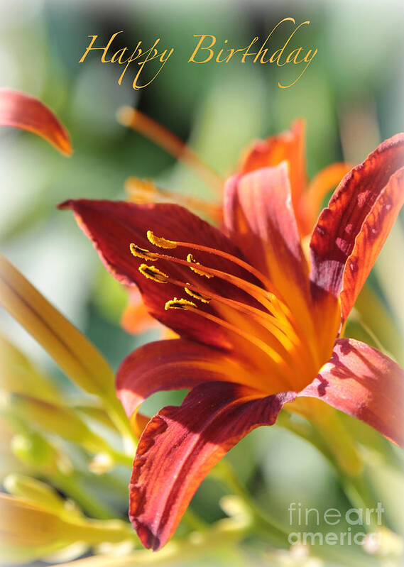 Daylily Poster featuring the photograph Daylily Birthday Card by Carol Groenen