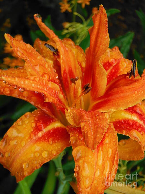 Daylily In The Rain From The Joyous Garden Poster featuring the photograph Daylily In The Rain From Joyous Garden 2 by Paddy Shaffer