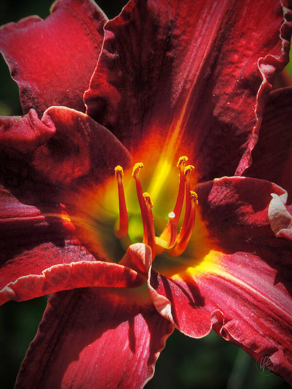 Daylily Poster featuring the photograph Daylily Macro 002 by Lance Vaughn