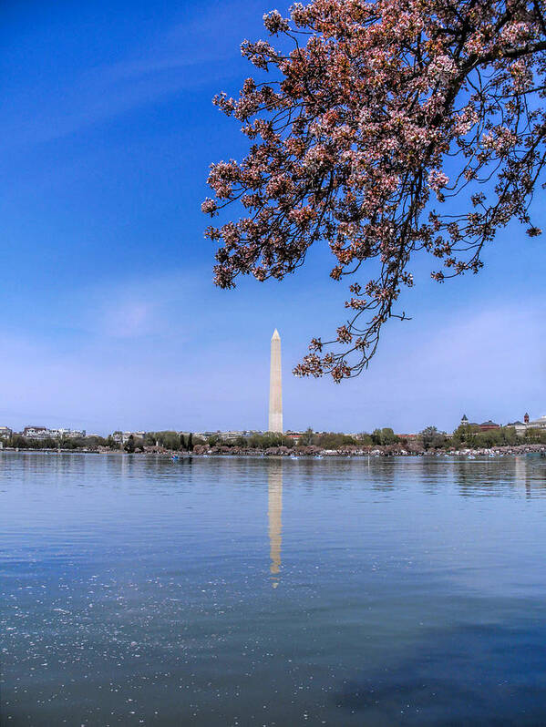 Dc Cherry Blossoms Poster featuring the photograph DC Cherry Blossoms by Jemmy Archer