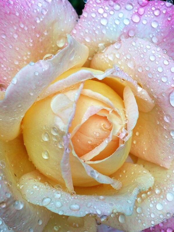 Rose Poster featuring the photograph Dew drops on pastel rose petals by Dina Calvarese