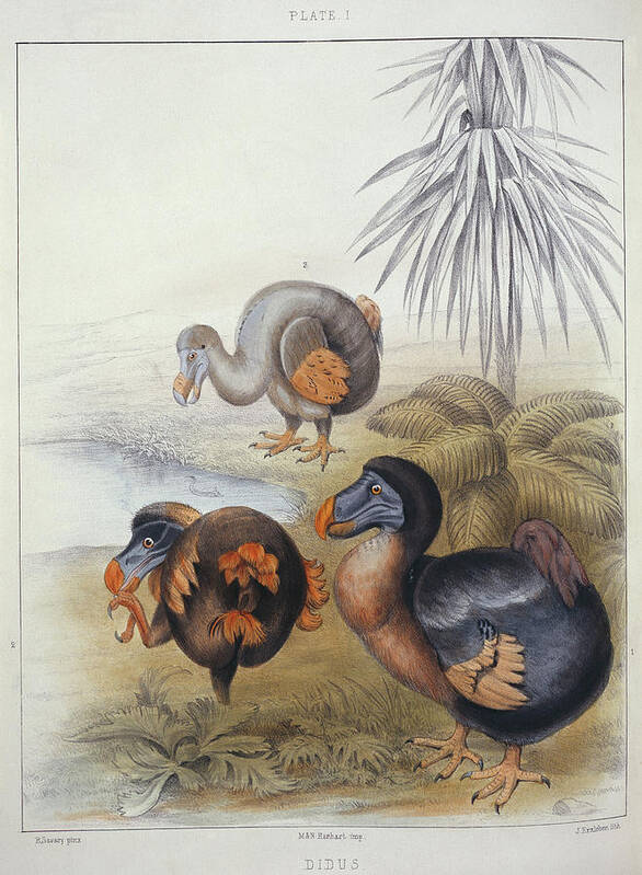 Natural history museum-Dodo-Extinct-Bird Poster