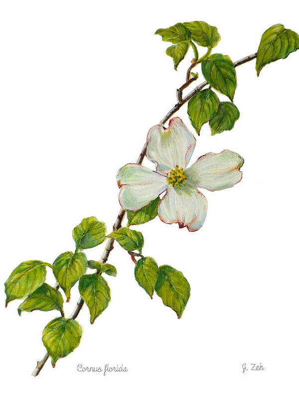 Dogwood Print Poster featuring the painting Dogwood - Cornus florida by Janet Zeh