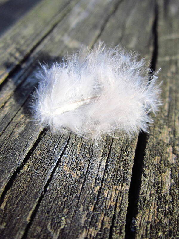 Feather Poster featuring the photograph Downy and Wood by Cynthia Clark