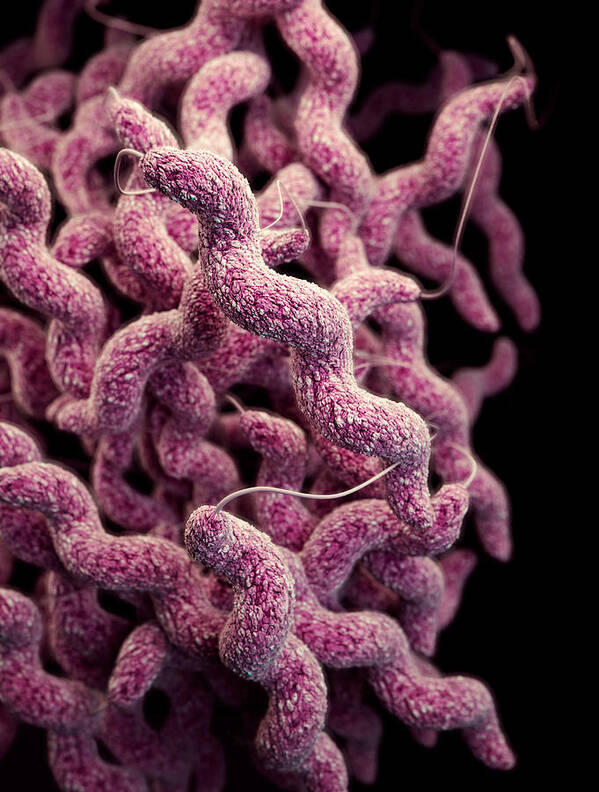 Drug Resistant Poster featuring the photograph Drug-resistant Campylobacter by Science Source