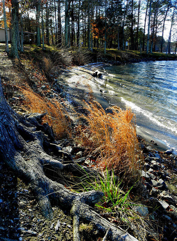 Matte Print Poster featuring the photograph Early Winters Waters Edge by Kim Galluzzo