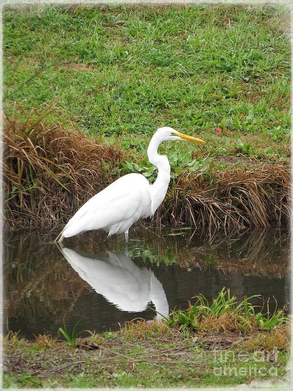 Egret Poster featuring the photograph Elegant Egret by Ella Kaye Dickey
