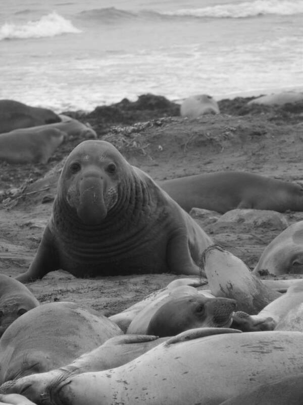 Ano Nuevo Poster featuring the photograph Elephant Seal Bull by Gwendolyn Barnhart