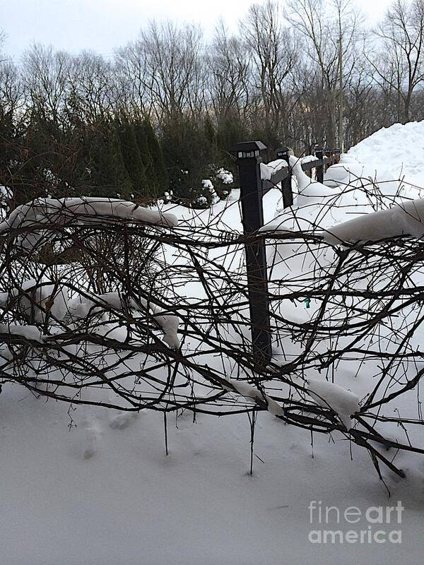 Ice Poster featuring the photograph Esperance Vine by Joseph Yarbrough