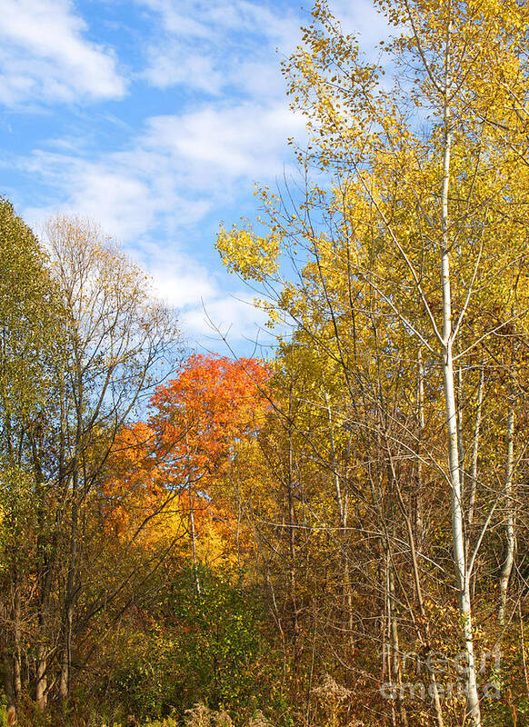 Fall Poster featuring the photograph Fall Forest by Ann Horn