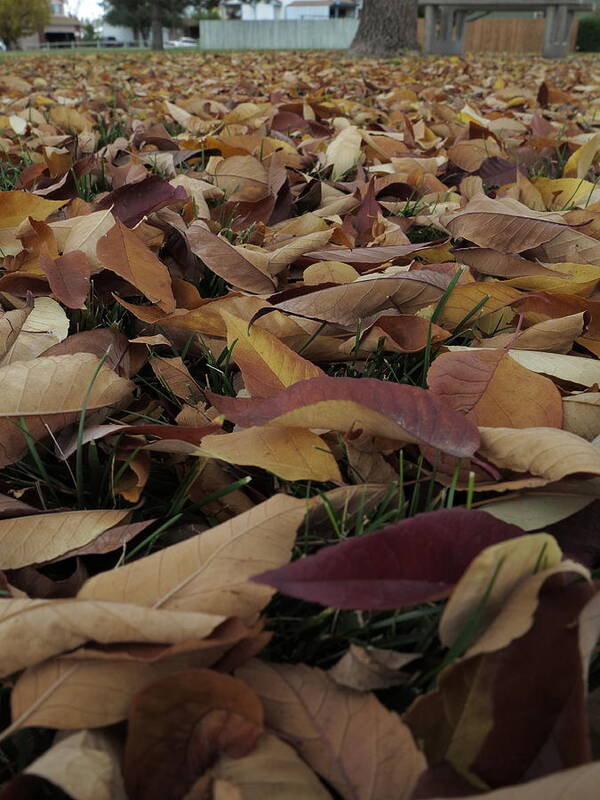 Autumn Leaves Poster featuring the photograph Fallen Time by Jessica Myscofski