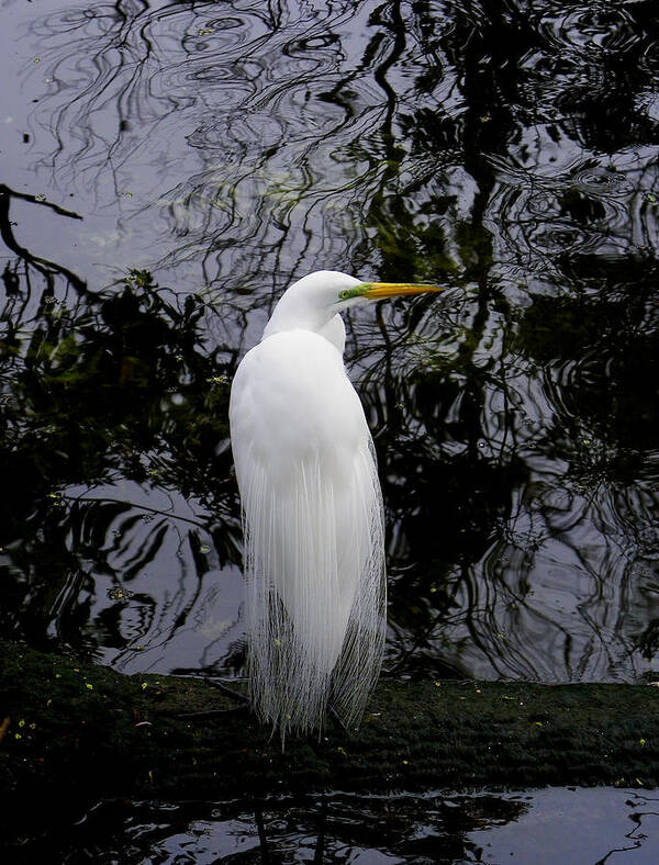 Wildlife Poster featuring the photograph Feathered Fantasy by Judy Wanamaker