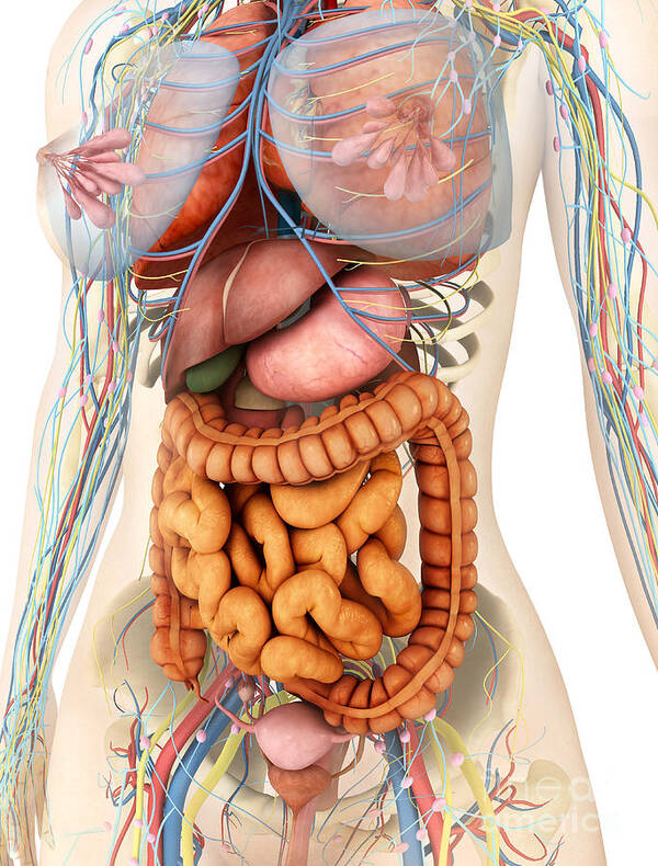 Small Intestine Poster featuring the digital art Female Body Showing Digestive by Stocktrek Images