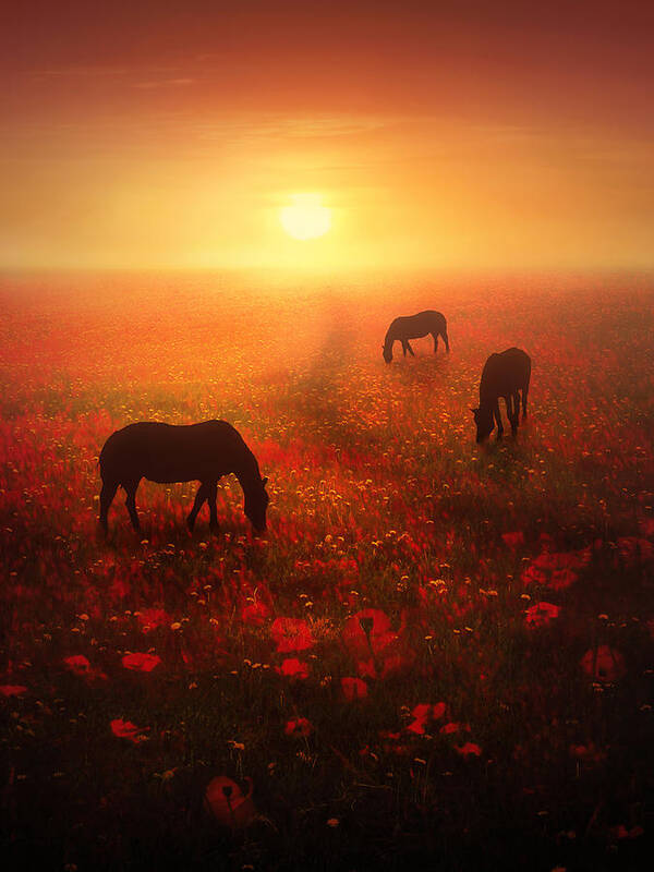 Horse Poster featuring the digital art Field of Dreams by Jennifer Woodward