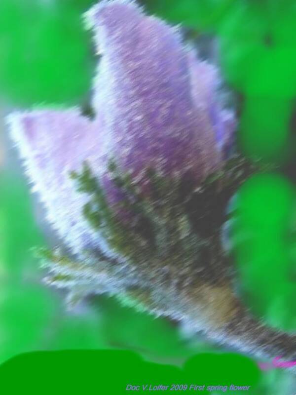 Landscape Poster featuring the digital art First spring flower by Dr Loifer Vladimir