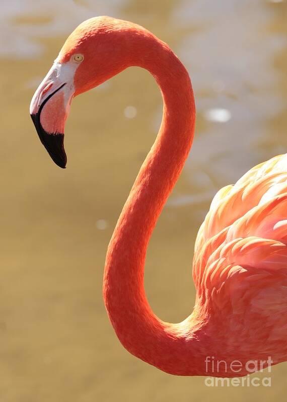 Flamingo Poster featuring the photograph Flaming Flamingo by Carol Groenen