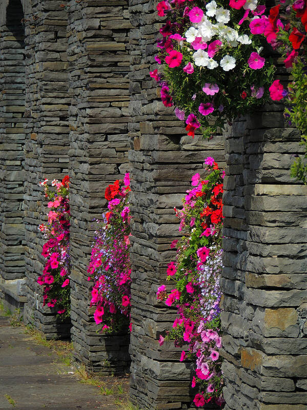 Flowers Poster featuring the photograph Flowers at Liscannor Rock Shop by James Truett