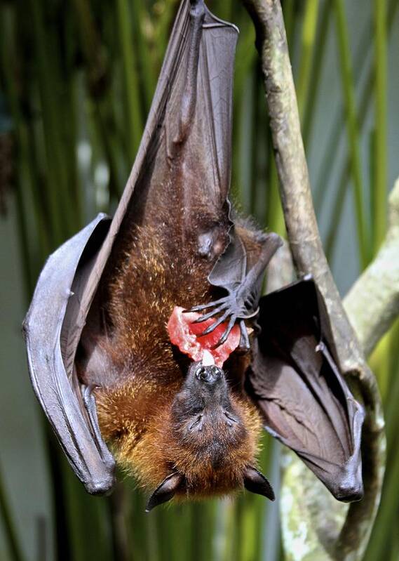 Bats Poster featuring the photograph Flying Fox or Fuit Bat by Venetia Featherstone-Witty