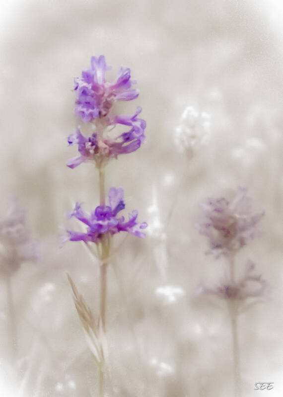 Meadow Penstemon Poster featuring the photograph Fog on the Meadow by Susan Eileen Evans