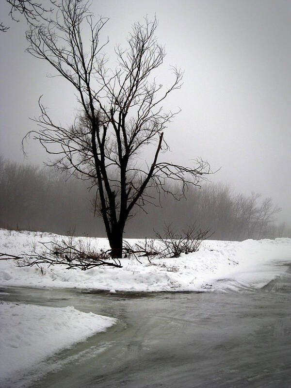 Tree Poster featuring the photograph Foggy Tree by Kimberly Mackowski