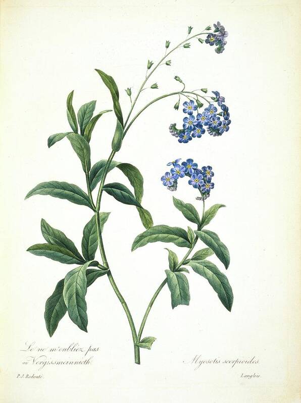 Illustration Poster featuring the photograph Forget-me-not Myosotis Sylvatica by Natural History Museum, London/science Photo Library