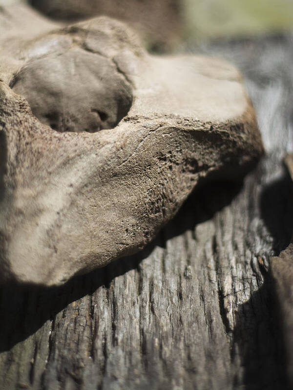 Miocene Fossil Poster featuring the photograph Fossil Bone with Weathered Wood by Rebecca Sherman