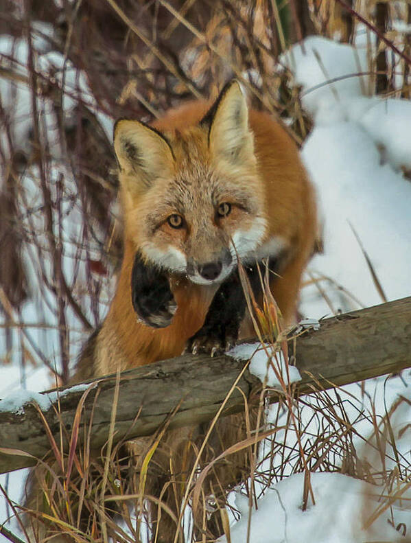 Fox Poster featuring the photograph Fox Trot by Kevin Dietrich