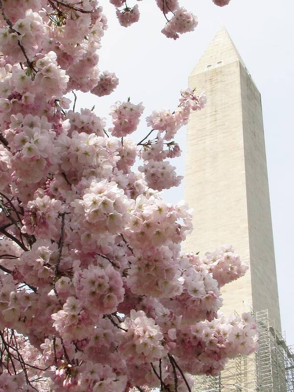 Cherry Poster featuring the photograph Full Bloom in DC by Jennifer Wheatley Wolf