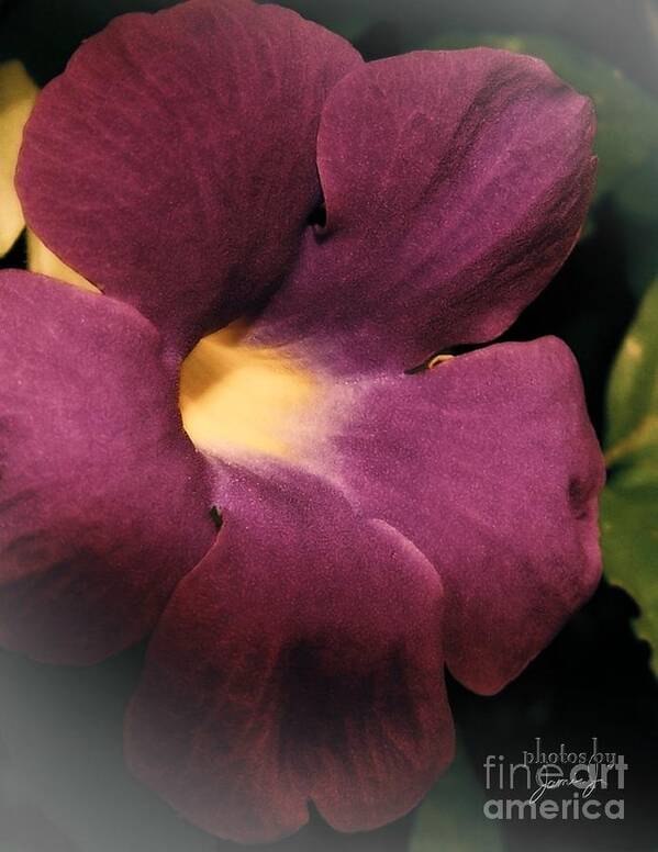 Flower Poster featuring the photograph Ghana Violet by Jamie Johnson