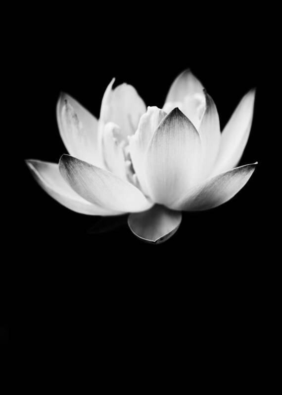 Lotus Poster featuring the photograph Ghost Lotus by Priya Ghose