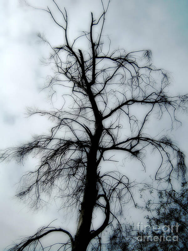 Digital Poster featuring the photograph Ghost Tree by Peter Awax