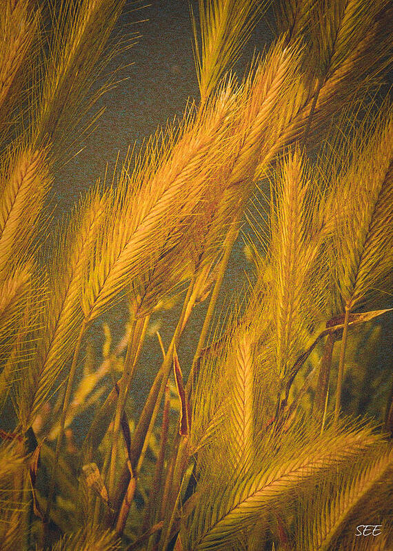Grasses Poster featuring the photograph Golden Grasses by Susan Eileen Evans